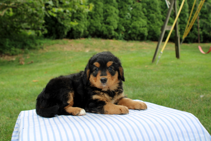 puppy, for, sale, Mini Bernedoodle F1, Matthew B. Stoltzfus, dog, breeder, Gap, PA, dog-breeder, puppy-for-sale, forsale, nearby, find, puppyfind, locator, puppylocator, aca